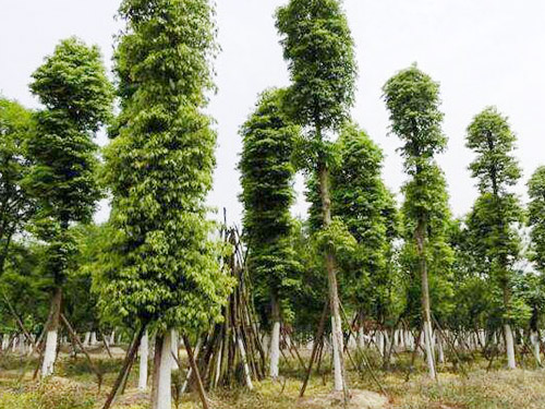 長(zhǎng)沙縣智聯(lián)園林綠化有限公司,長(zhǎng)沙縣智聯(lián)園林綠化,智聯(lián)園林綠化,羅漢松,香樟,廣玉蘭,園林苗木哪家好